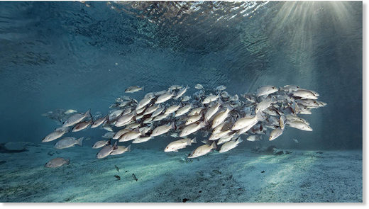 Muške ribe pokazuje feminizirano ponašanje i lijegu jaja zbog velikih količina kemikalija u vodovodu