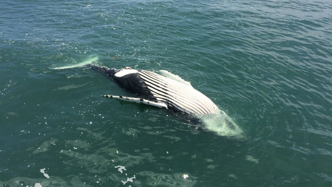 proteklih nekoliko nedelja pronađeno je 7 mrtvih severnoatlantskih arktičkih kitova što se smatra katastrofom, s obzirom na to da se radi o jednoj od najugroženijih vrsta kitova