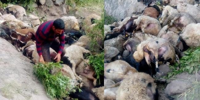 Turska: Skokom s litice u provaliju 80 ovaca izvršilo samoubistvo