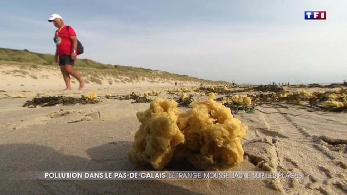 Milioni neobičnih žutih gomilica snimljene na sjevernoj obali Francuske