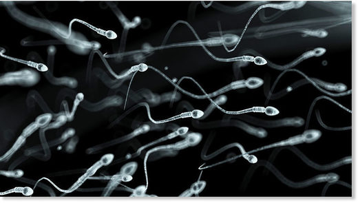 Studija - Razine spermija u muškaraca sa zapada pale su više od polovice u samo 4 desetljeća - studija