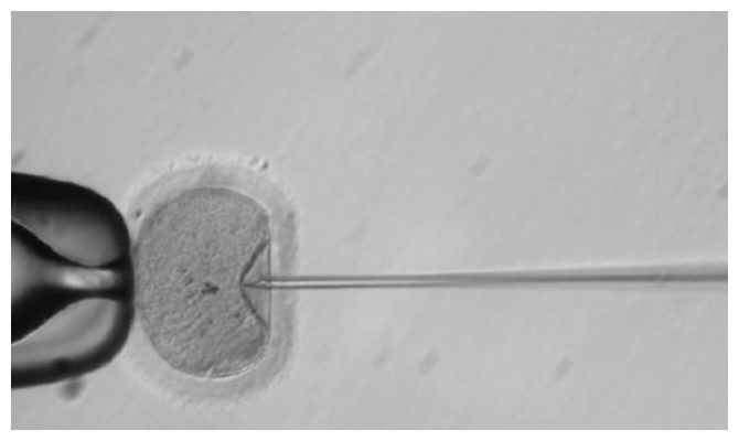 Prvi ljudski embrij modificiran u SAD-u