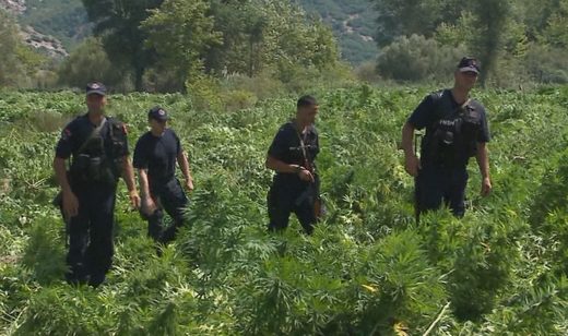 Marihuana se uzgaja uz pomoć policije i lokalnih vlasti, kaže albanski ministar