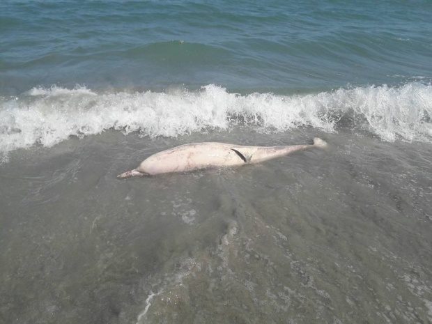 Od početka godine, zbog ribarskih mreža,  uginulo 119 delfina na rumunskim obalama Crnog mora