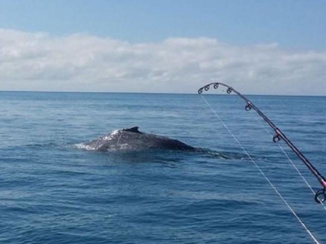 Vrlo rijedak i čudan incident: Kod obale Australije u brodicu udario masivni grbavi kit