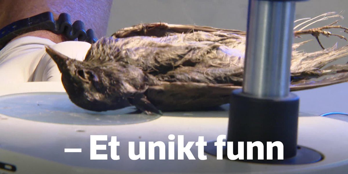 Norveška: U ledu pronađena savršeno očuvana ptica stara 4200 godina