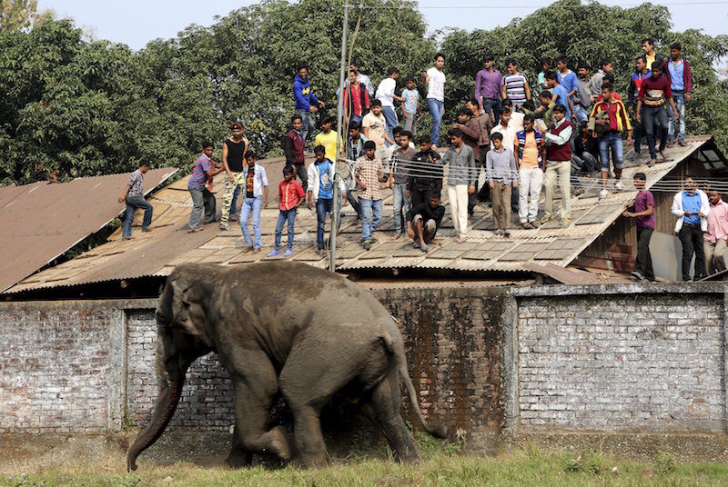 Nasilni susreti slonova i ljudi 