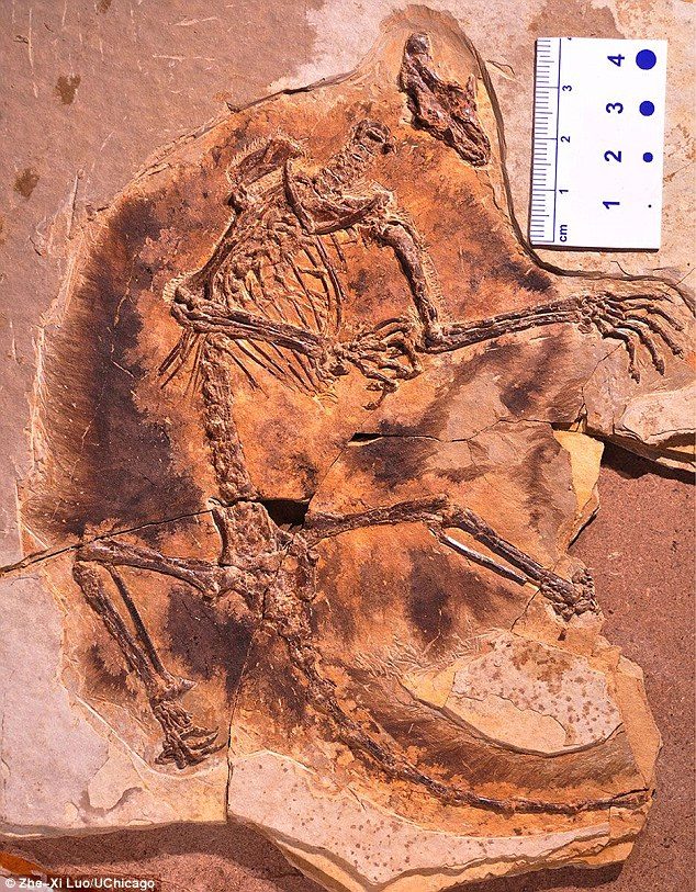 Otkriveni fosilni ostaci dva sisara u Kini
