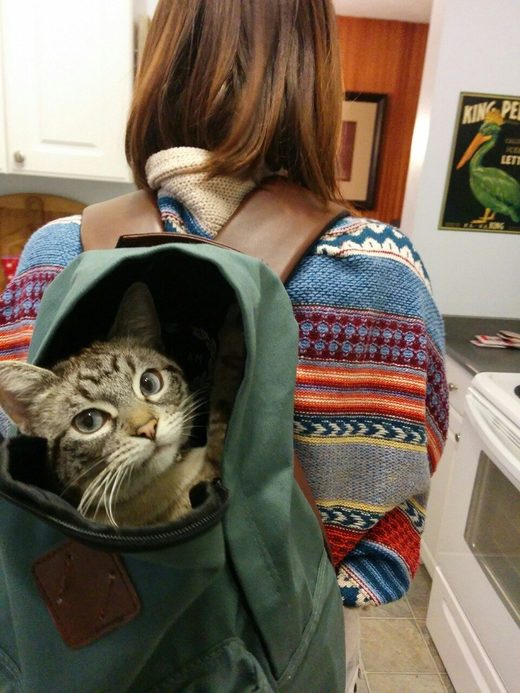 Cat in a backpack