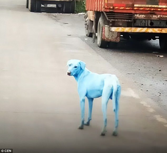 Psi u Indiji postaju plavi nakon plivanja u zagađenoj rijeci