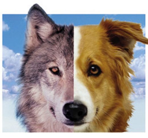 Znanstvenici identificirali genetičku razliku između pripitomljenih pasa i vukova
