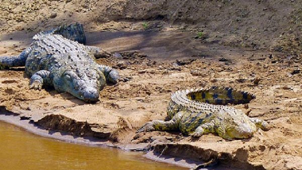 In Rwanda, 7 people killed by crocodiles amid dry spell -