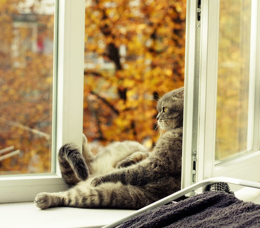 Autumn cat
