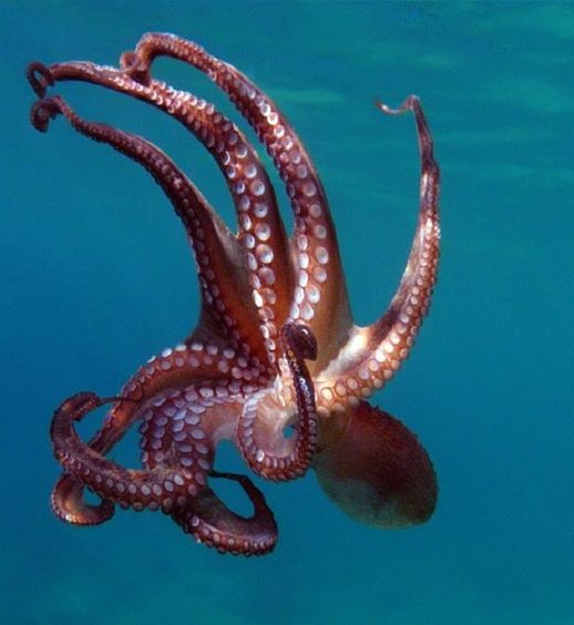Hobotnice redovno uređuju sljedove svoje RNK kako bi se prilagodile okolini