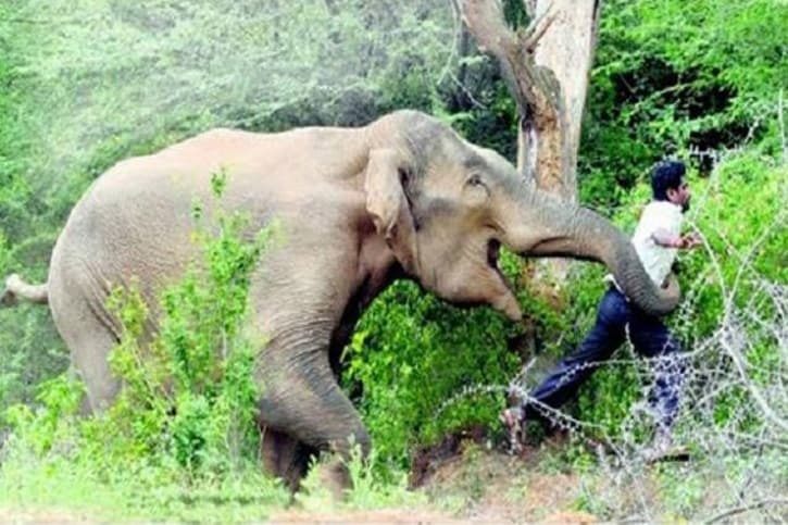 Čovjek je zgažen do smrti nakon što je pokušao napraviti selfi sa slonom