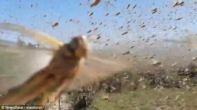 Stanovnici se bore s ogromnim rojem skakavaca koji su opustošili jug Rusije