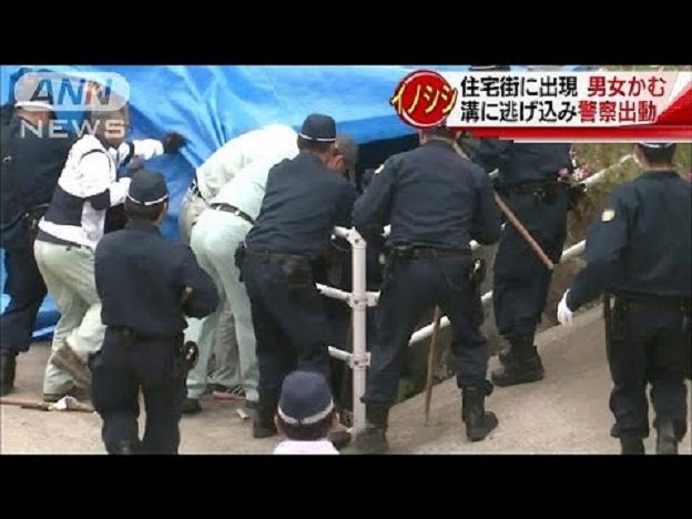 Divlja svinja terorizirala naselje u Japanu, troje povrijeđeno