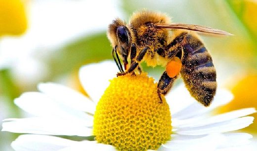 Studija pokazuje ogromne razmjere kontaminacije pesticida u medu