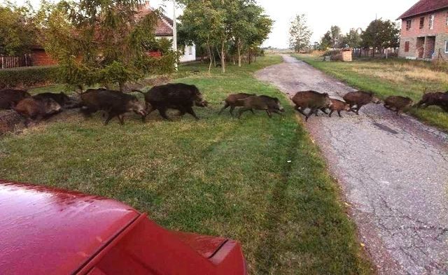 Krdo od 40 divljih svinja protutnjalo selom u Banatu