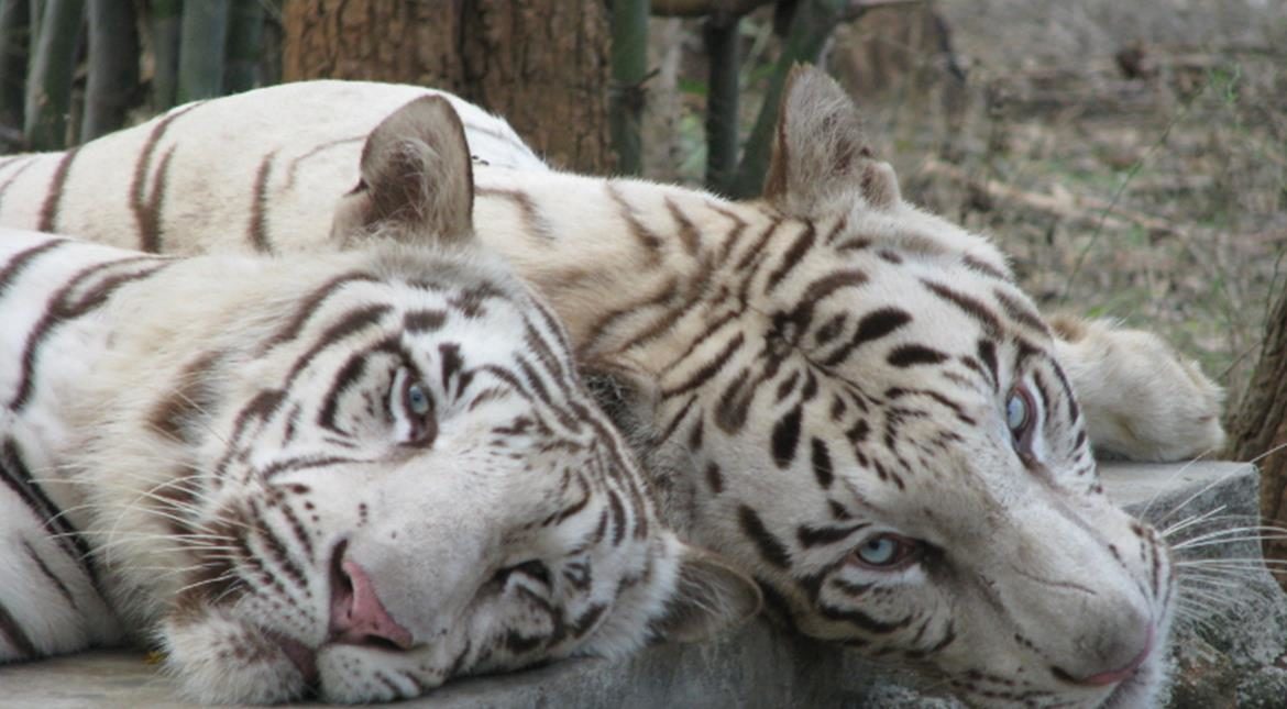 Dva tigra ubila čuvara nacionalnog parka u Indiji