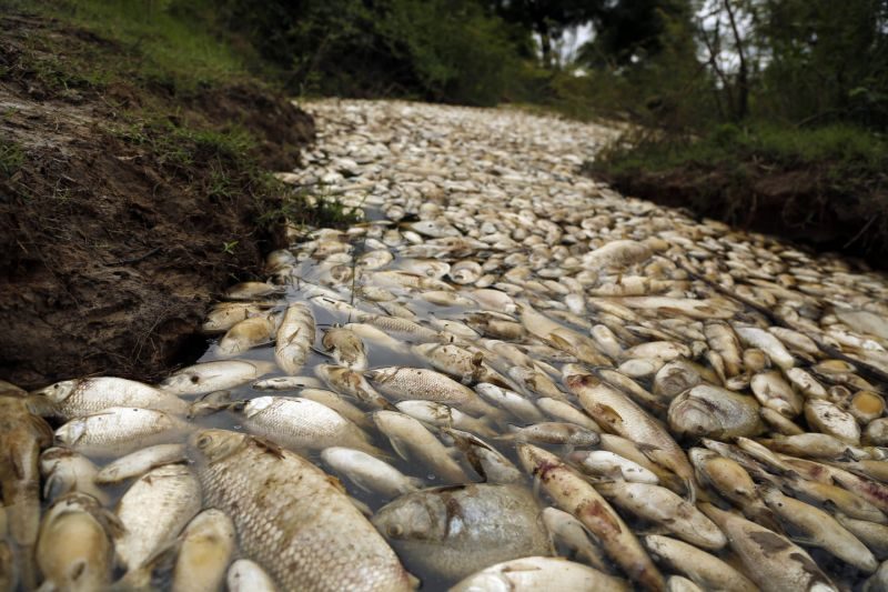 Hiljade mrtvih riba u rijeci u Paragvaju