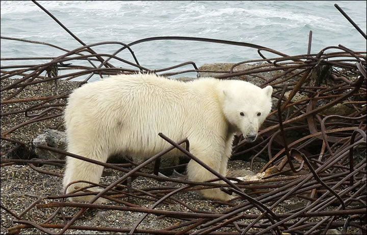 Stanovnici prestrašeni kada su njihovo selo u Rusiji opkolili polarni medvjedi