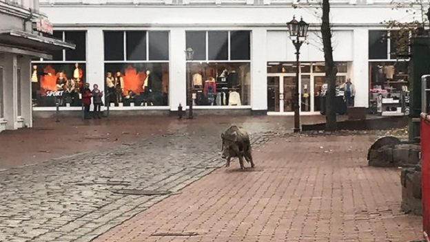 U njemačkom gradu divlje svinje povrijedile najmanje 4 osobe