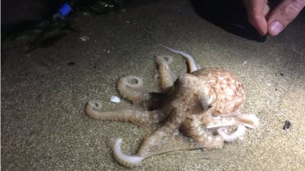 Tajanstvena invazija hobotnica na velšku plažu