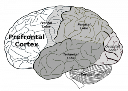 brain, prefrontal cortex, brain regions