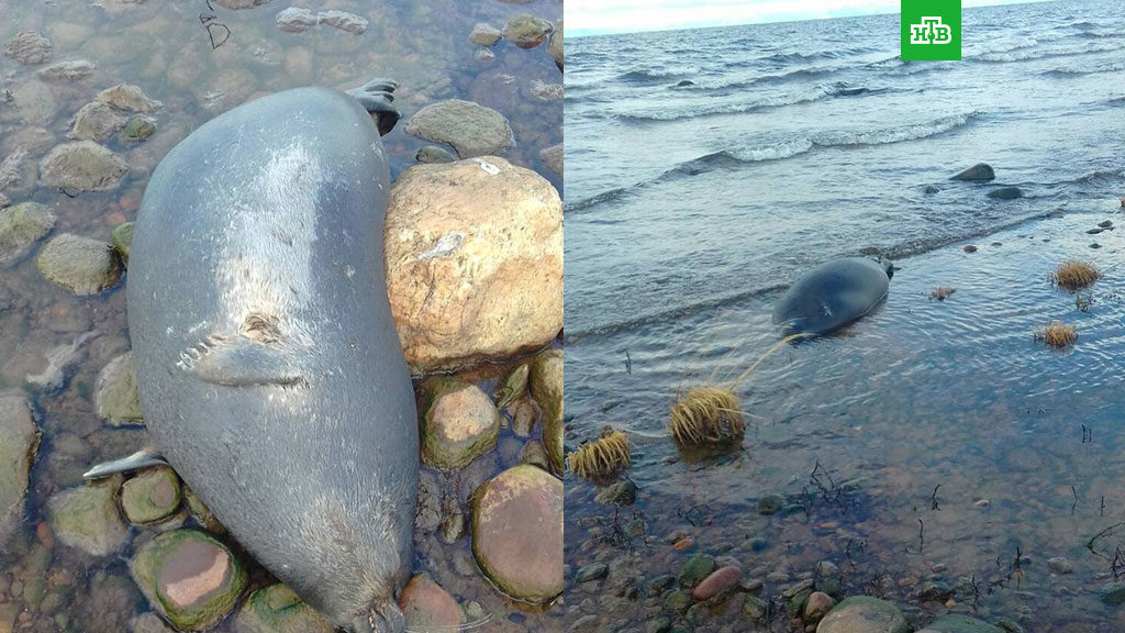 Na obalama Bajkalskoj jezera pronađeno 130 mrtvih foka