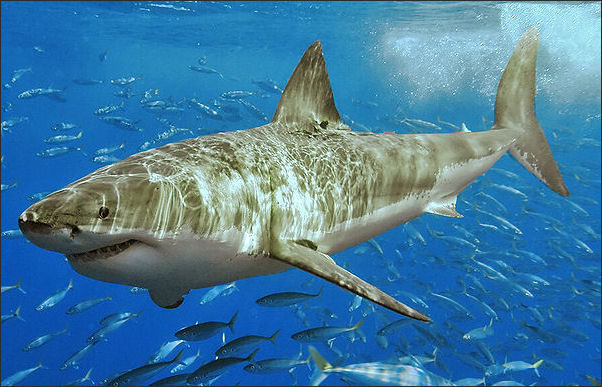 Shark kills man swimming off Cuba in rare attack for the country