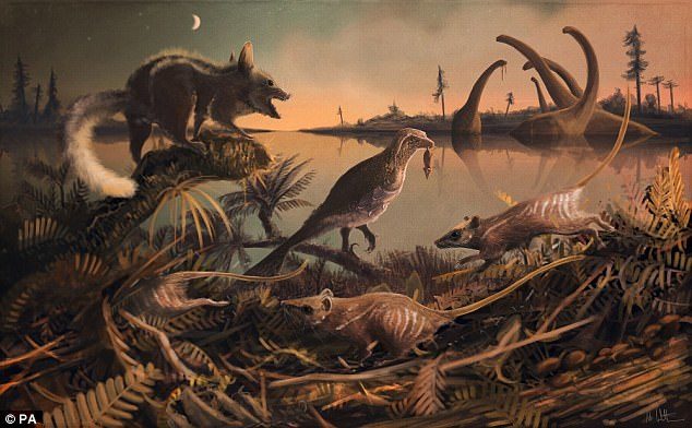 145 milijuna godina stari fosili sićušnih životinja sličnih štakoru, koji su najstariji sisavci povezani s ljudima, pronađeni na obali Dorseta
