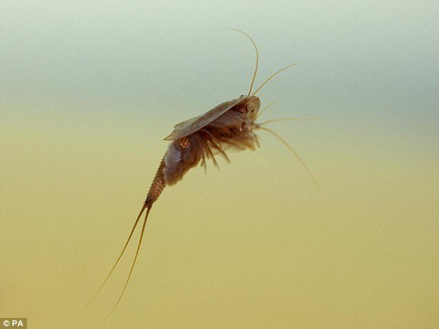 Crustaceans, such as the tadpole shrimp (pictured), are eating plastic, scientists have confirmed