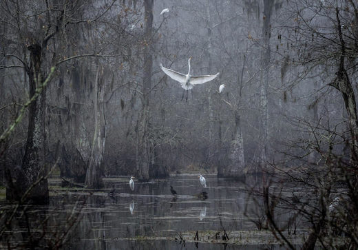 Cypress Island Preserve, Breaux Bridge, LA