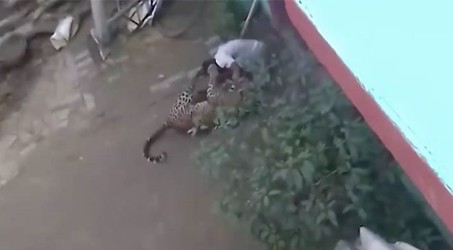 Indija: 60-godišnji muškarac se bori s leopardom golim rukama