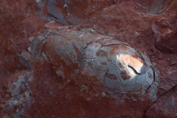 130 miliona godina stara jaja dinosaurusa otkrivena u Kini