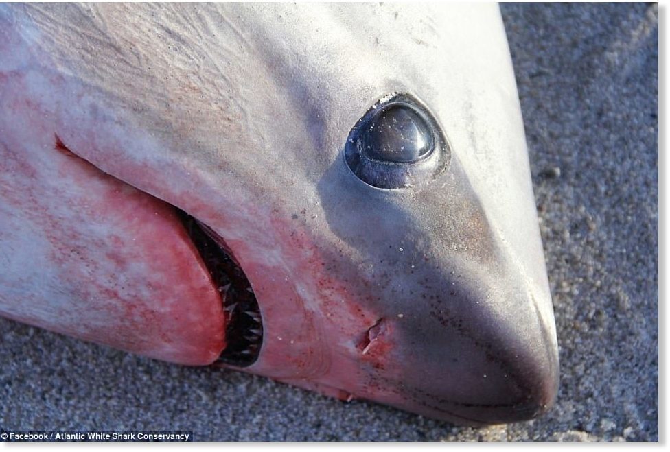 U SAD je tako hladno - Dva morska psa pronađena mrtva na plažama u Massachusettsu
