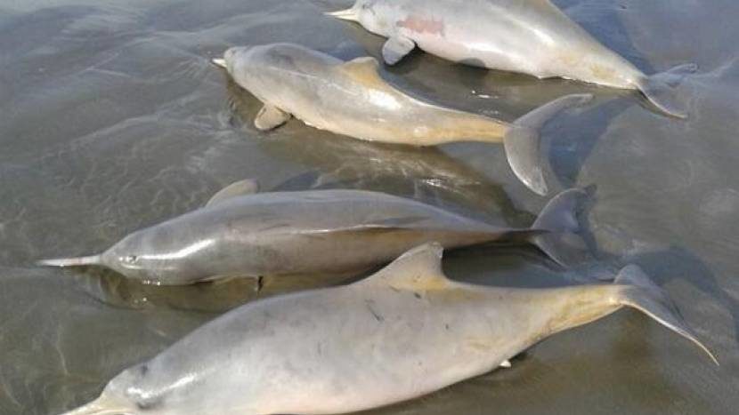 80 delfina pronađeni mrtvi u posljednjih mjesec dana u Brazilu