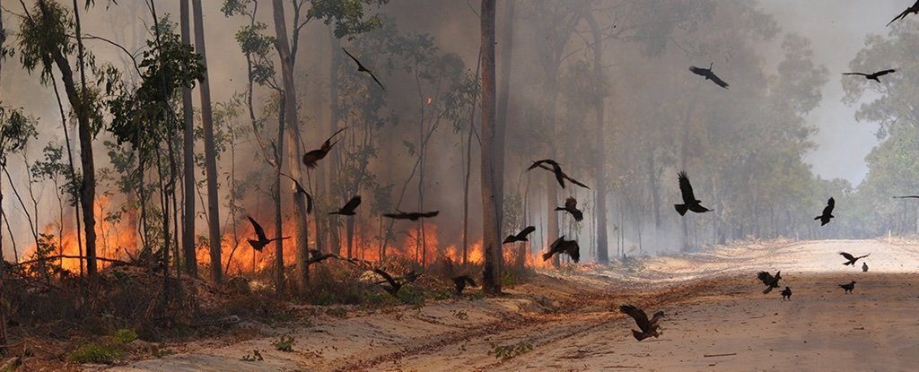 Neke ptice grabljivice u Australiji namjerno šire požar