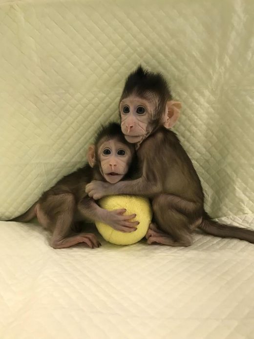 Klonirani majmuni Kina