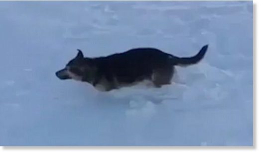 Nezapamćene hladnoće u Kazahstanu smrznule životinje u hodu
