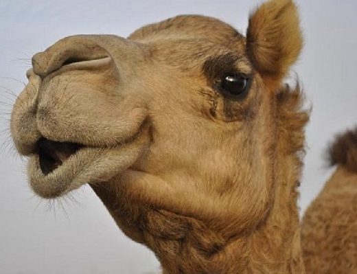 Zbog korišćenja botoksa 12 kamila diskvalifikovano iz učešća na konkursu ljepote