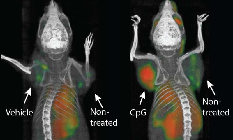 Vakcina protiv raka uklonila je tumore u tijelima miševima