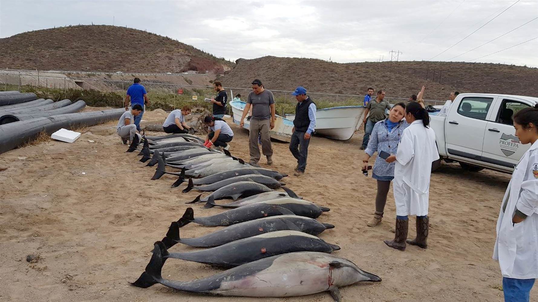 Desetine delfina nasukalo se na meksičkoj obali