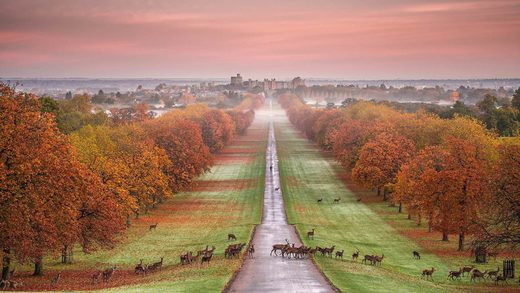 Klikni za povećanje Windsor Castle deer