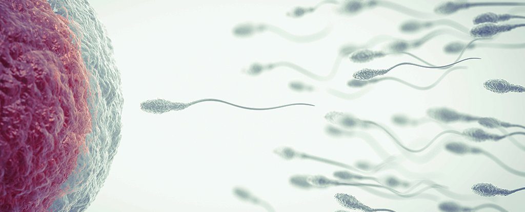 sperm ovum