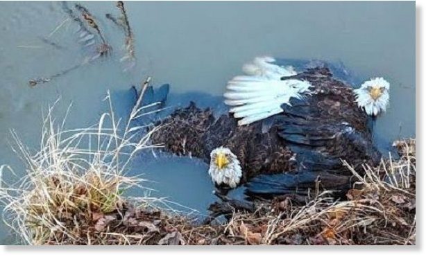 Više simbolizma? Dva smrznuta bjeloglava orla spašeni iz rijeke u Pensilvaniji