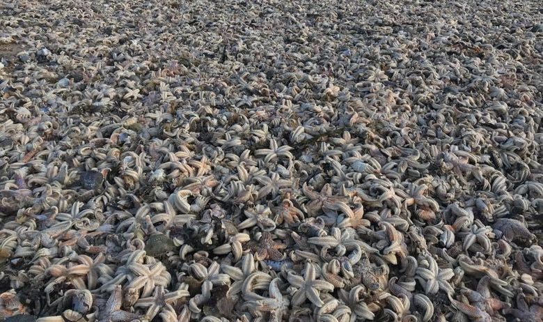Desetci tisuća morskih zvjezdača pronađeno na britanskoj obali