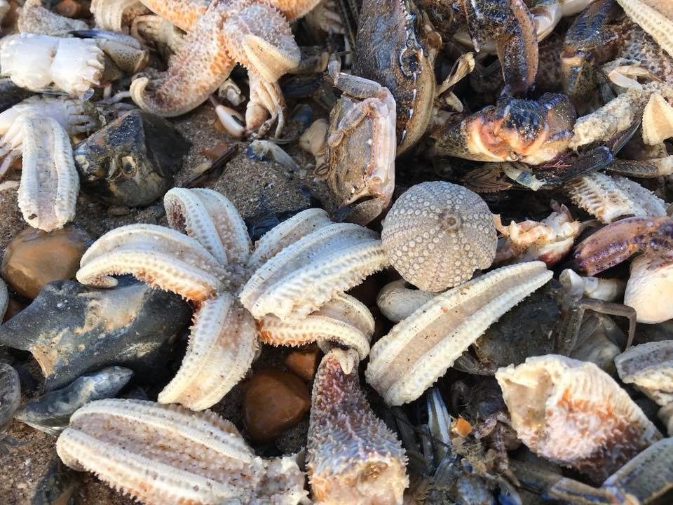 Desetci tisuća morskih zvjezdača pronađeno na britanskoj obali