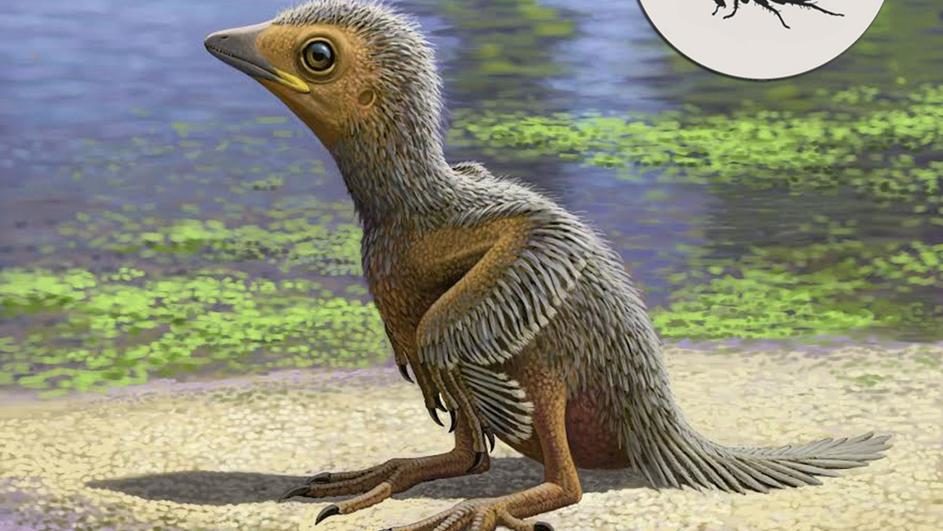 127 milijuna godina star ptić prepričava priču o dinosaurima